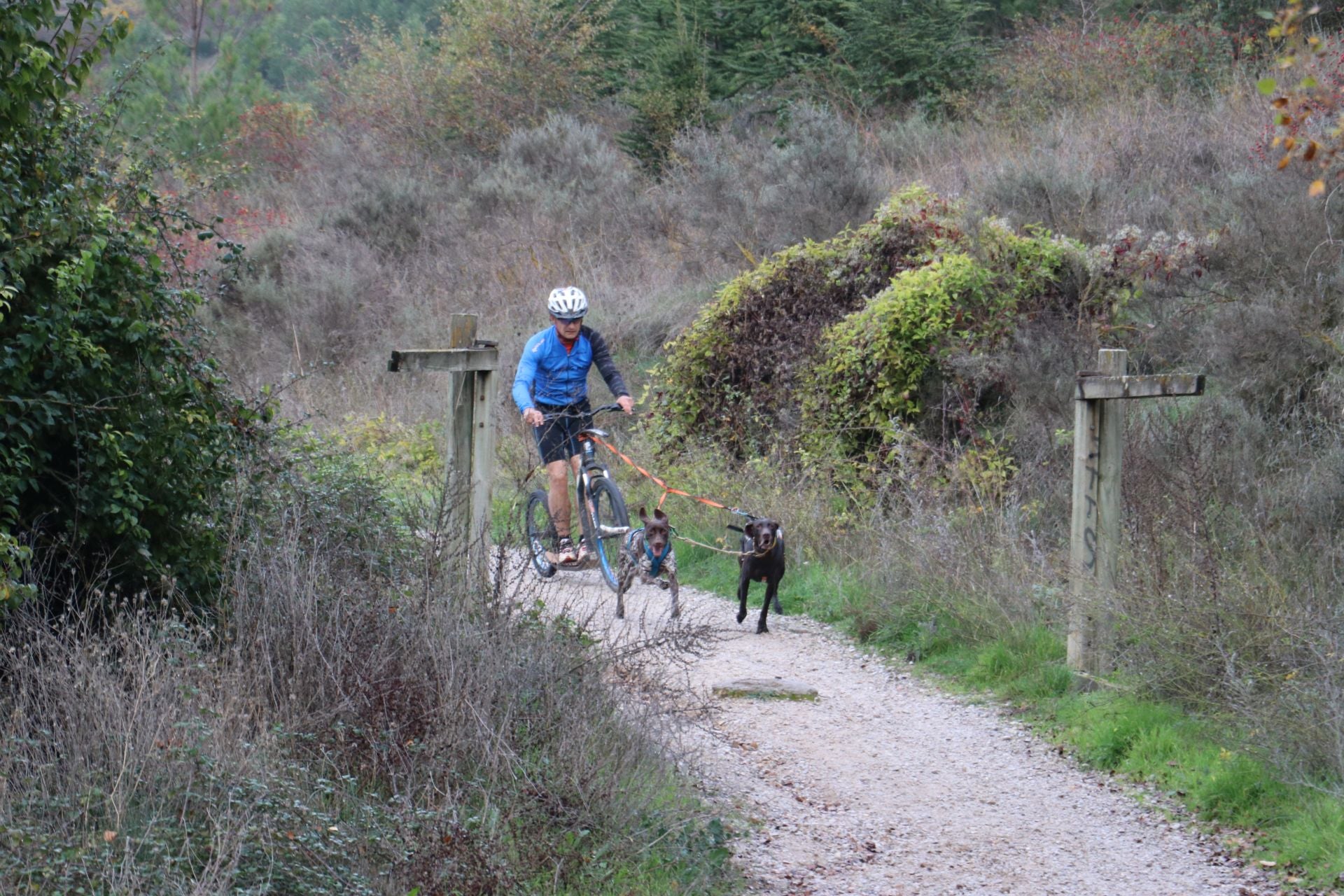 Entrenamiento de mushing en León