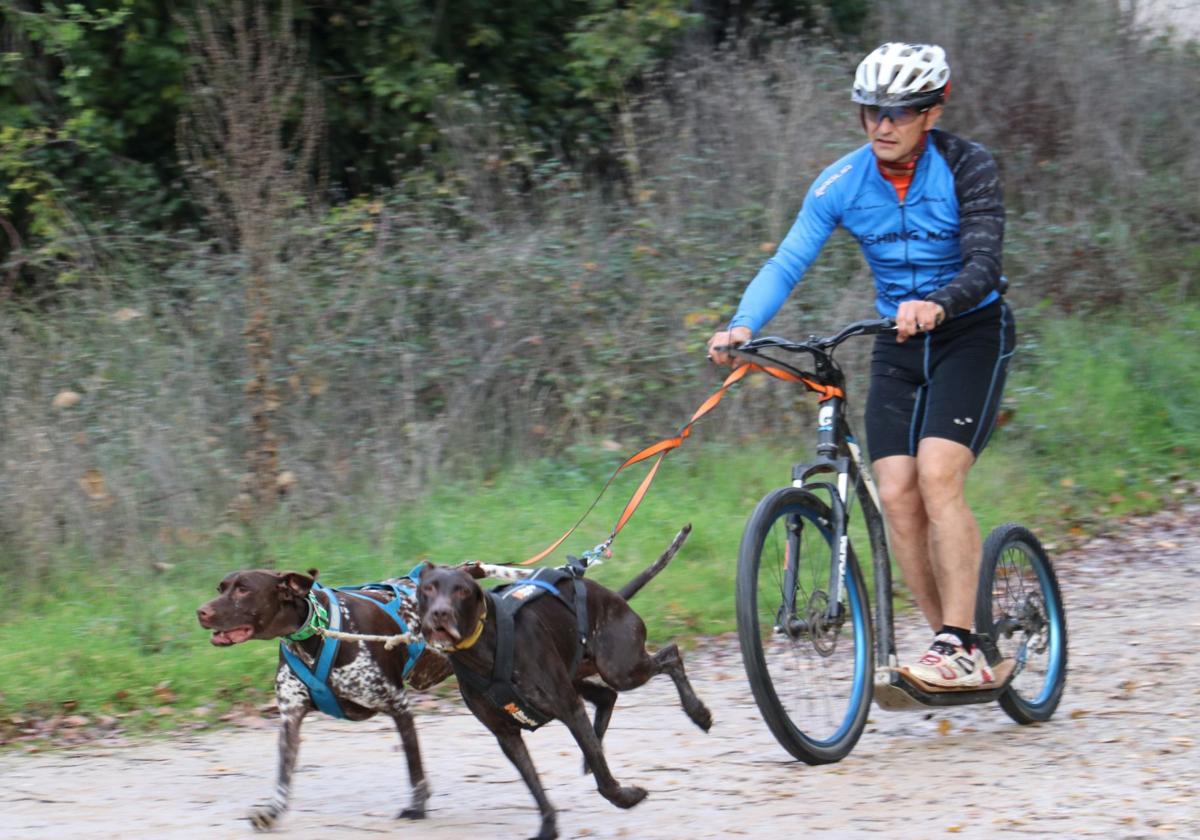 Entrenamiento de mushing en León