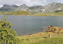 Vacas en el embalse de Casares.