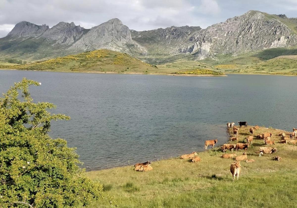 Un sistema de cebo local para recuperar la vaca mantequera leonesa