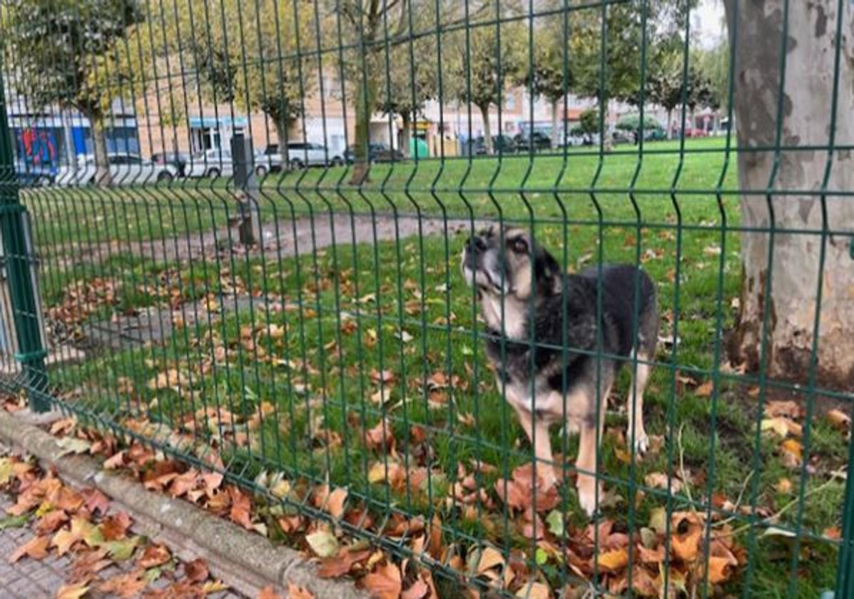 Un perro en una ZEC de León.