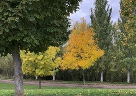 Un parque de León en otoño.