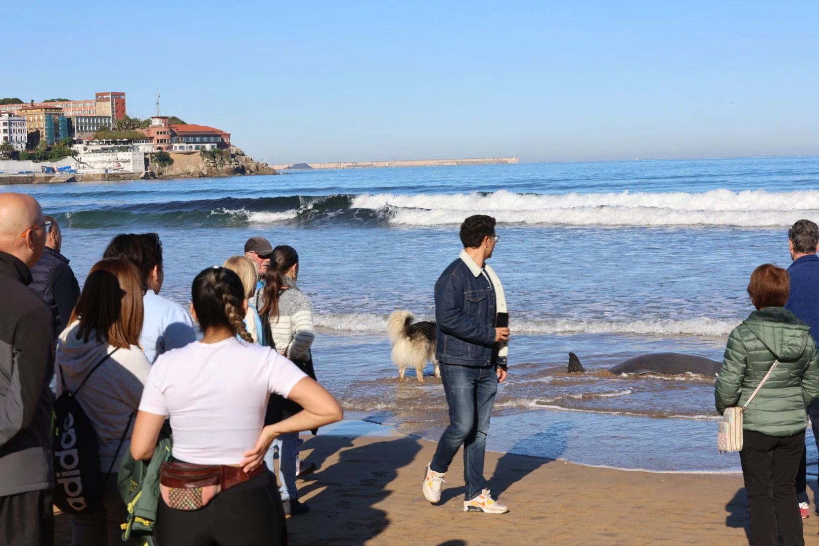 Las imágenes del cachalote varado en Gijón