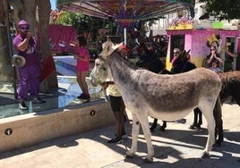 Imagen de uno de los burros participantes del año 2019.