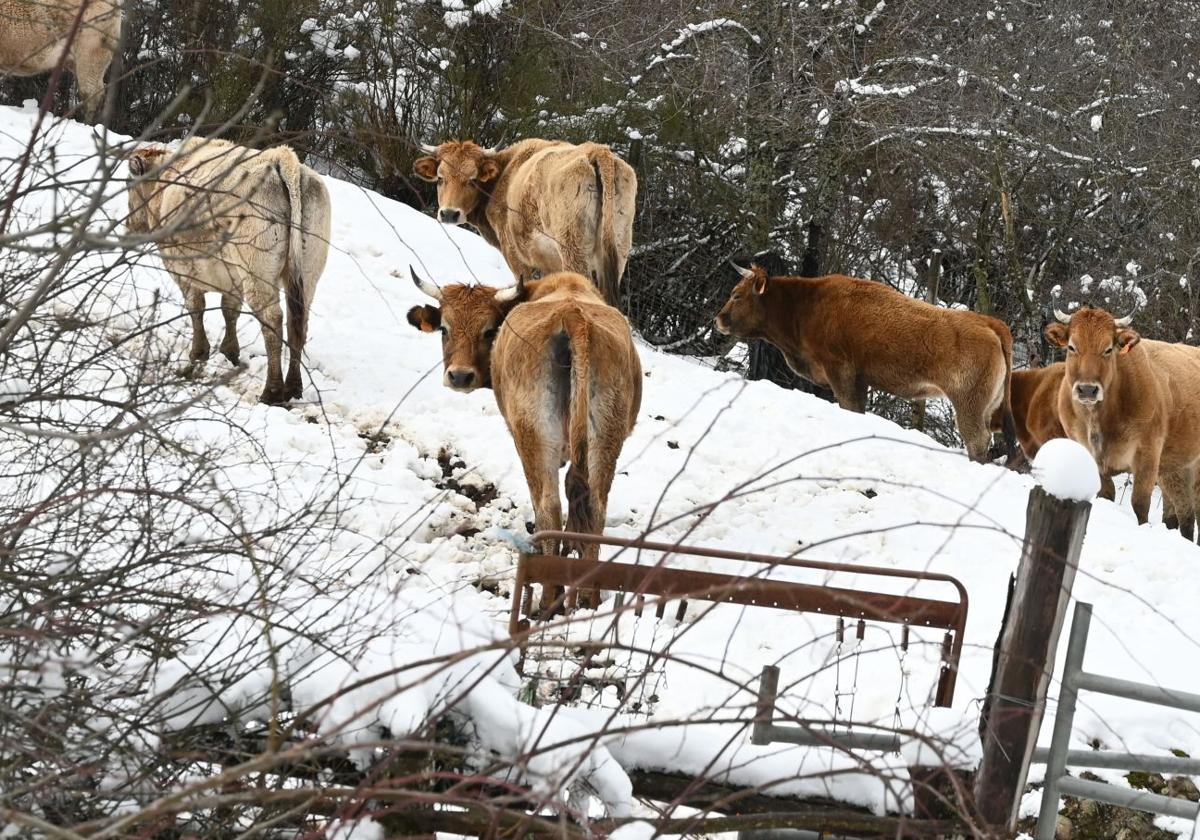 Nieve en la localidad leonesa de Riaño.