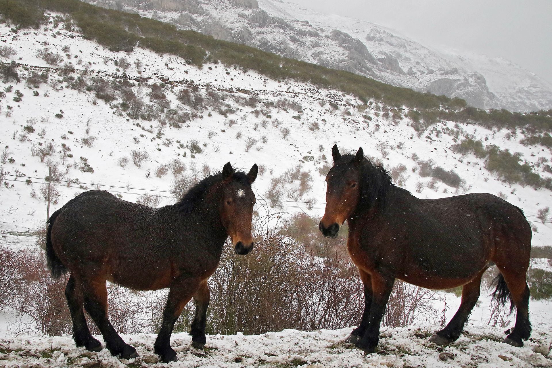 Temporal de nieve en la montaña leonesa