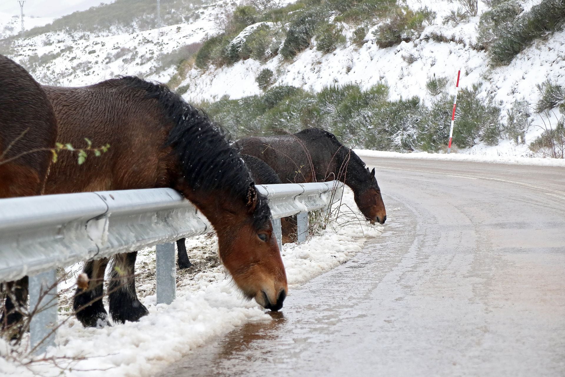 Temporal de nieve en la montaña leonesa