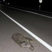 Dos personas heridas en un accidente contra un jabalí en Bercianos del Páramo