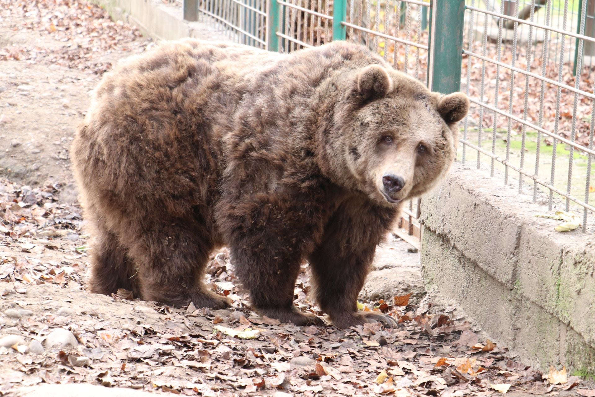 Así viven los osos del Coto Escolar de León