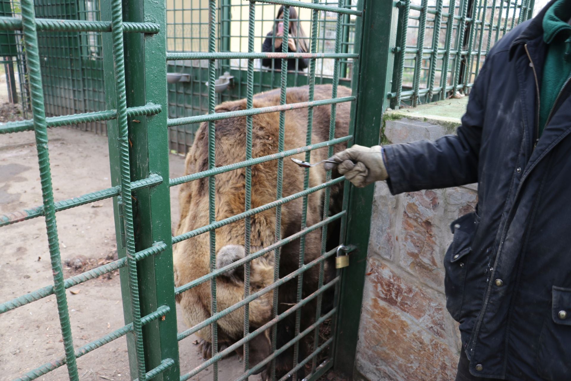 Así viven los osos del Coto Escolar de León