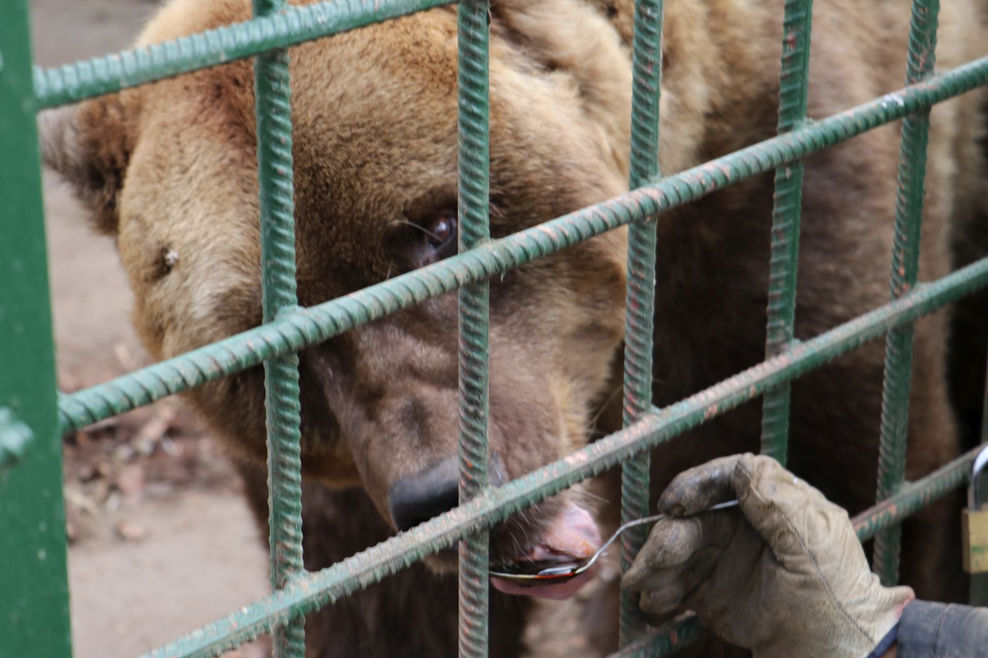 Así viven los osos del Coto Escolar de León