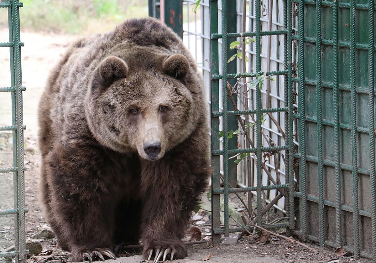 Ponderoso y Luna, el secreto de la longevidad en el Coto Escolar de León