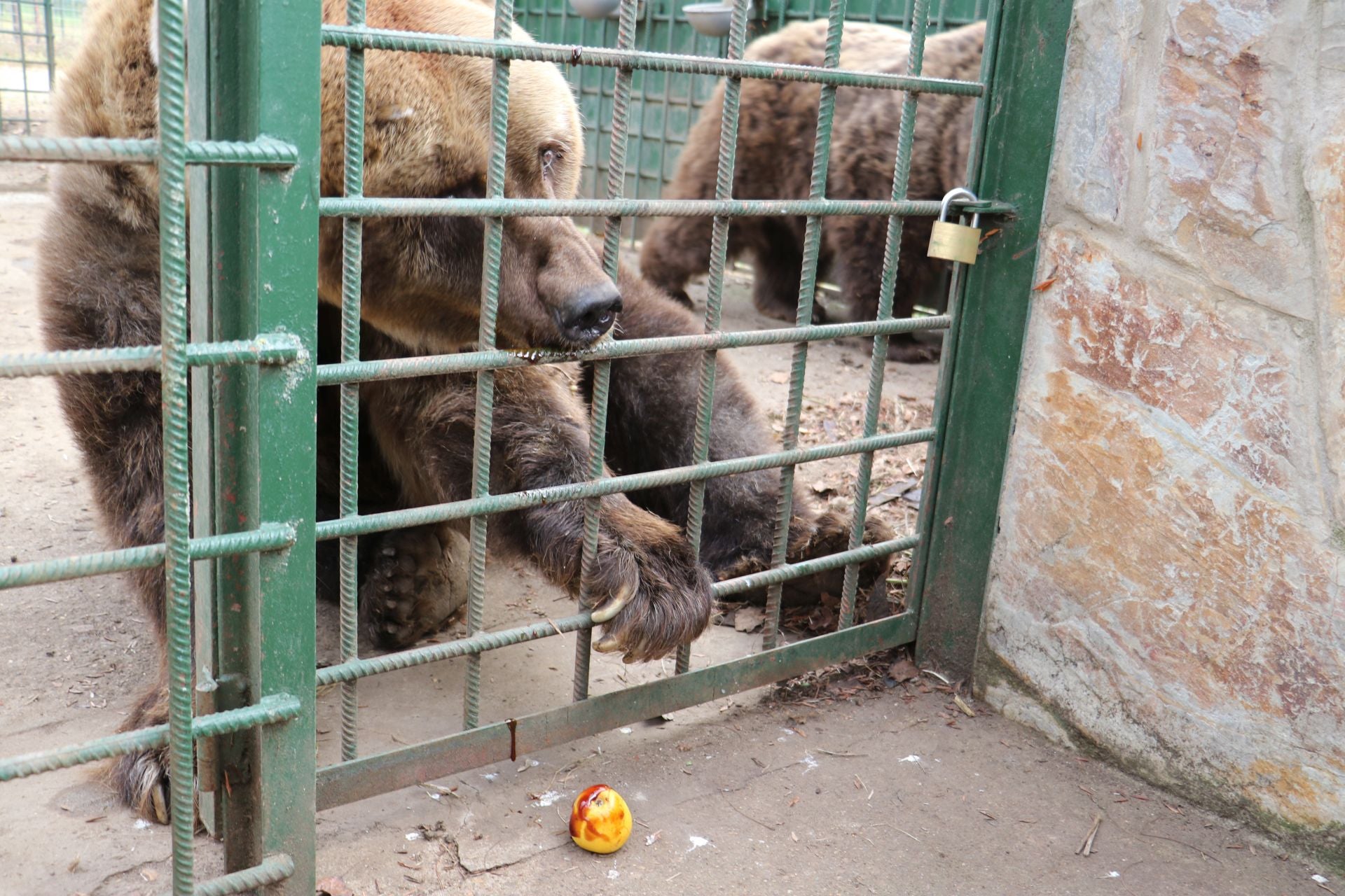 Así viven los osos del Coto Escolar de León