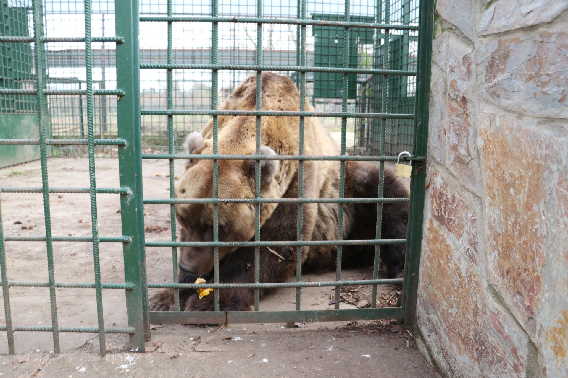 Así viven los osos del Coto Escolar de León