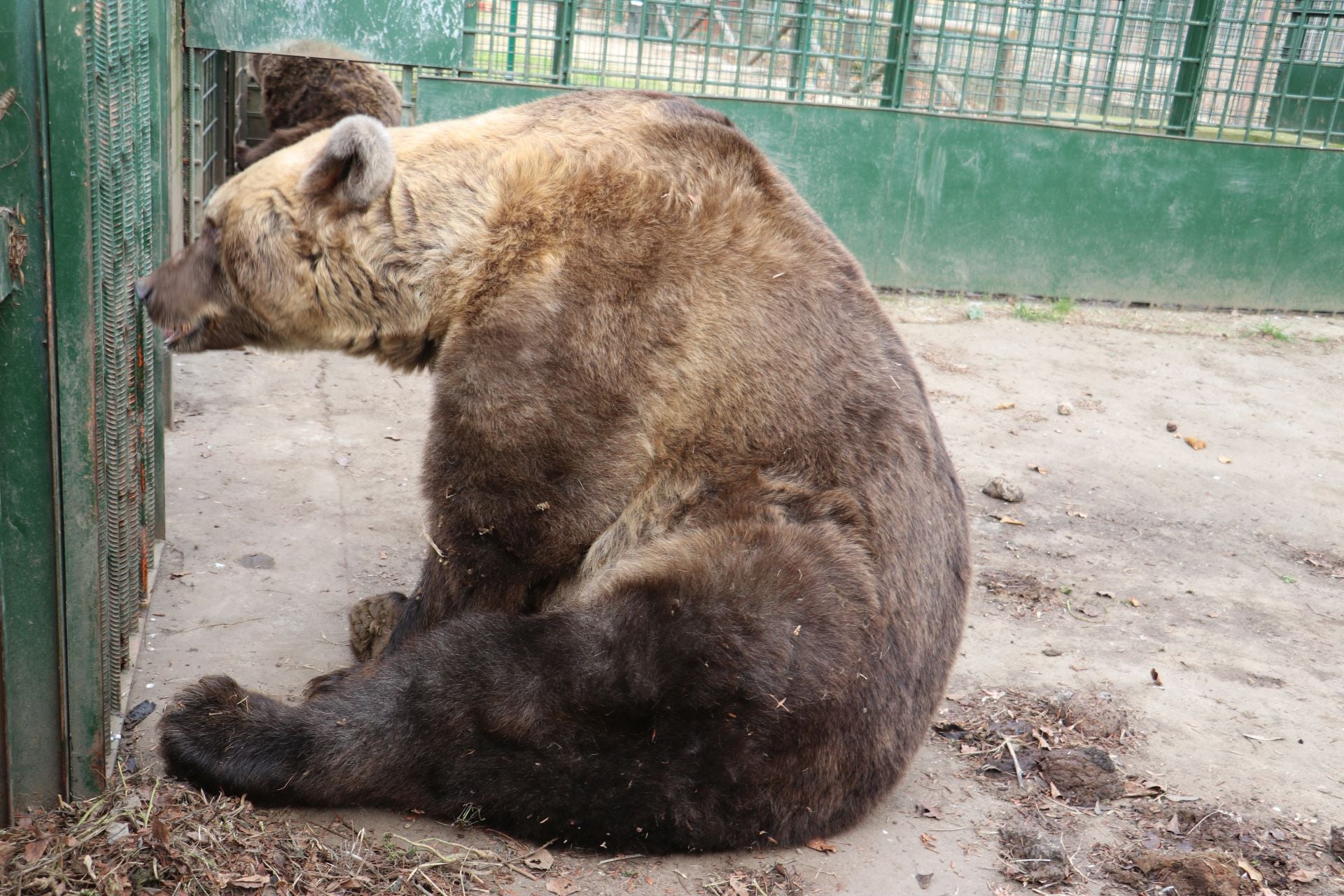 Así viven los osos del Coto Escolar de León