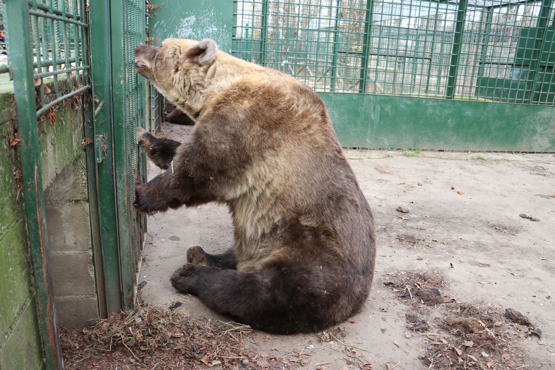 Así viven los osos del Coto Escolar de León