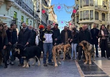 Premio a los mejores mastines de León
