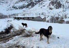 Dos perros sobre la nieve en Villamanín.