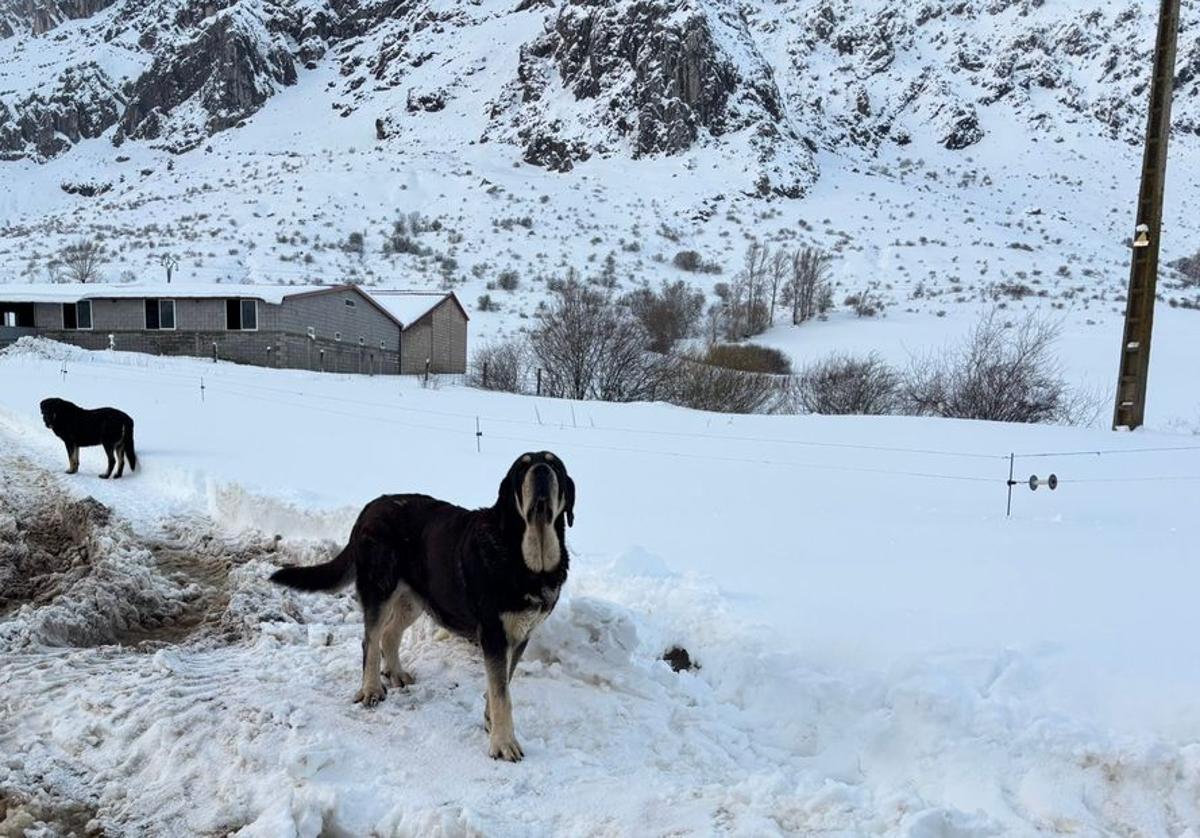 Dos perros sobre la nieve en Villamanín.