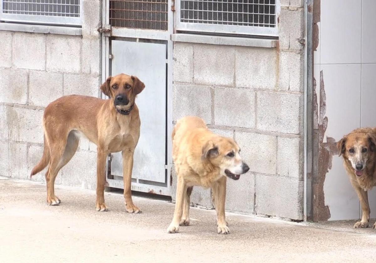 Imagen de archivo de perros en una protectora.