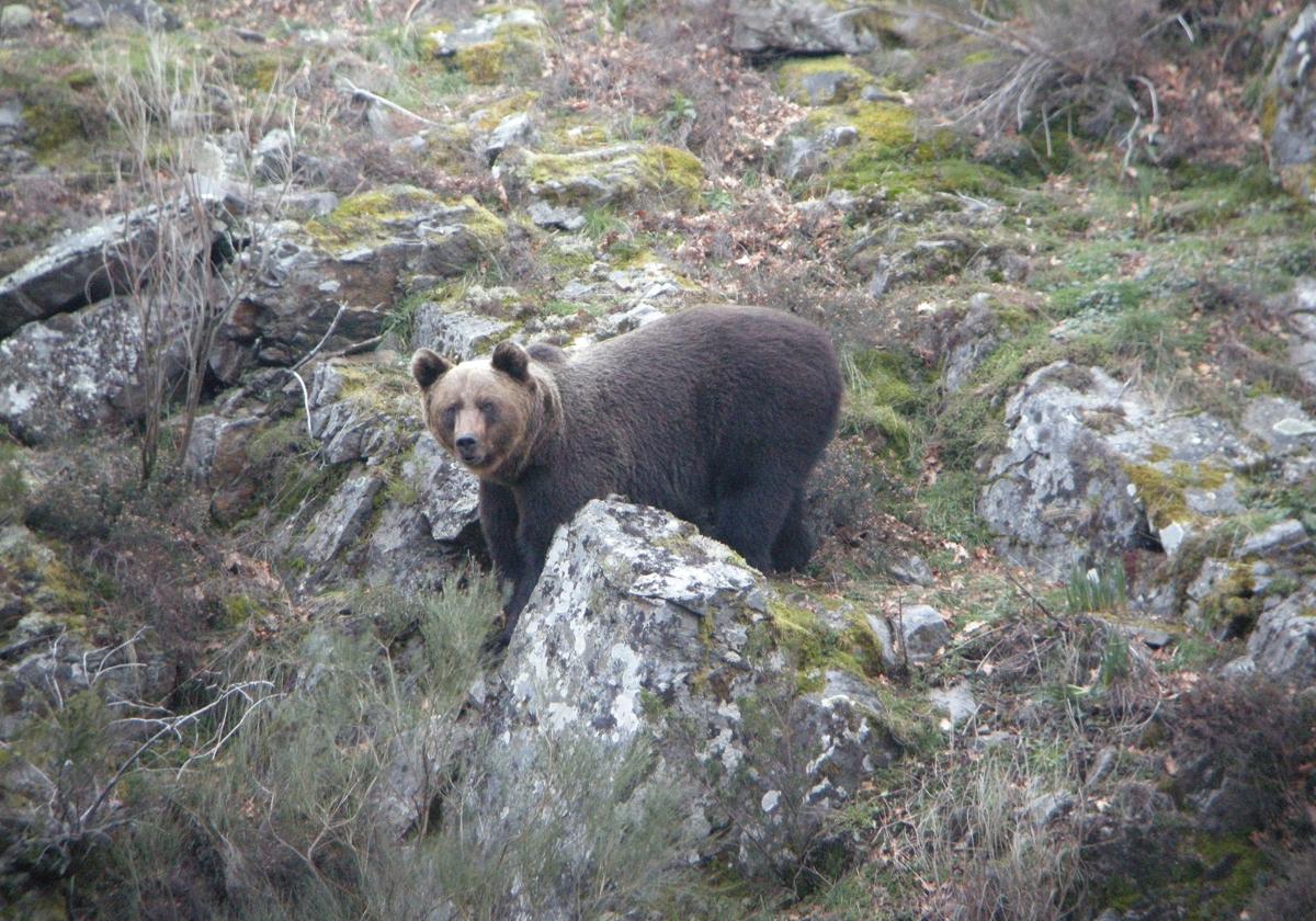 Oso cantábrico