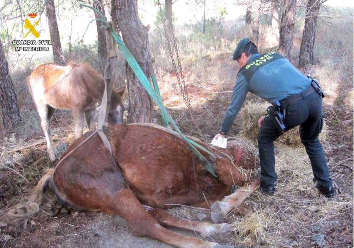 Investigado por el abandono de una yegua, con el resultado de la muerte del animal, en la localidad de Tudela de Duero.