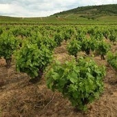 Se subastan viñedos en un municipio del Bierzo