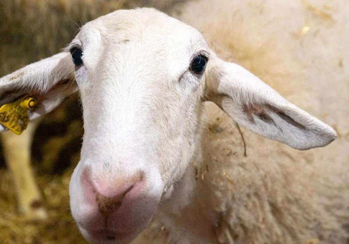 Europa da el visto bueno a la vacuna leonesa contra el virus de la lengua azul