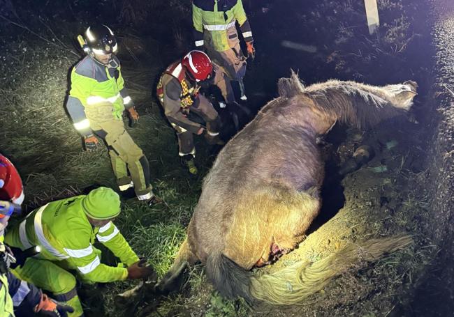 El caballo implicado en el accidente.