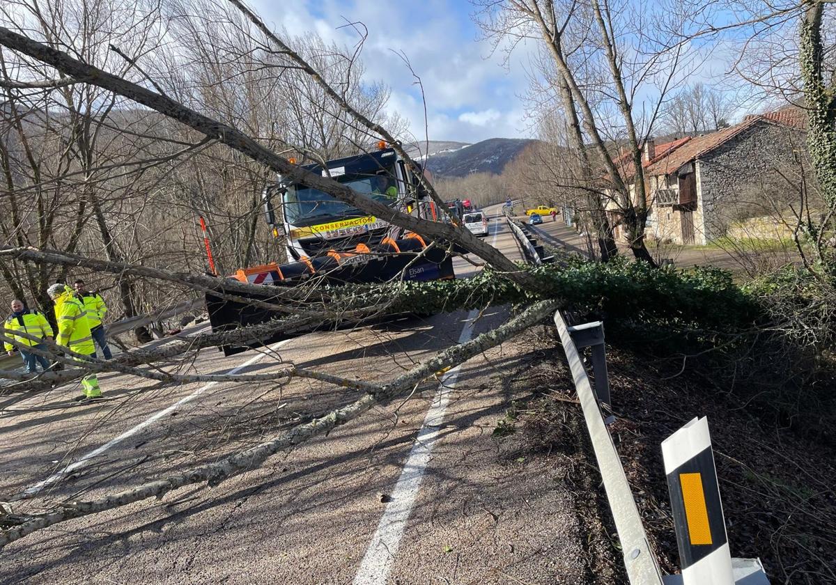 El árbol ha impedido circular por la N-630.