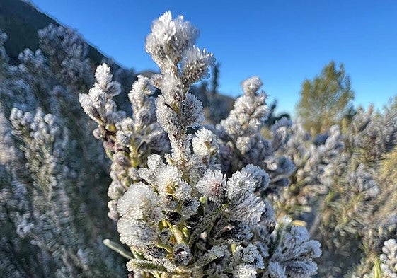 Escarcha en la vegetación a primera hora de la mañana.