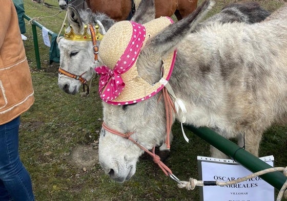 Burros en la Feria de San Blas en Gradefes