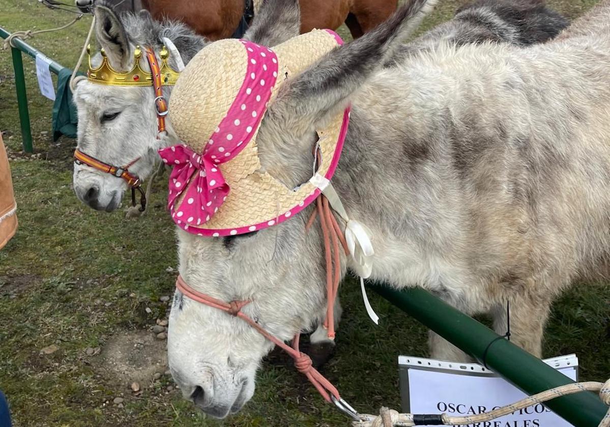 Burros en la Feria de San Blas en Gradefes