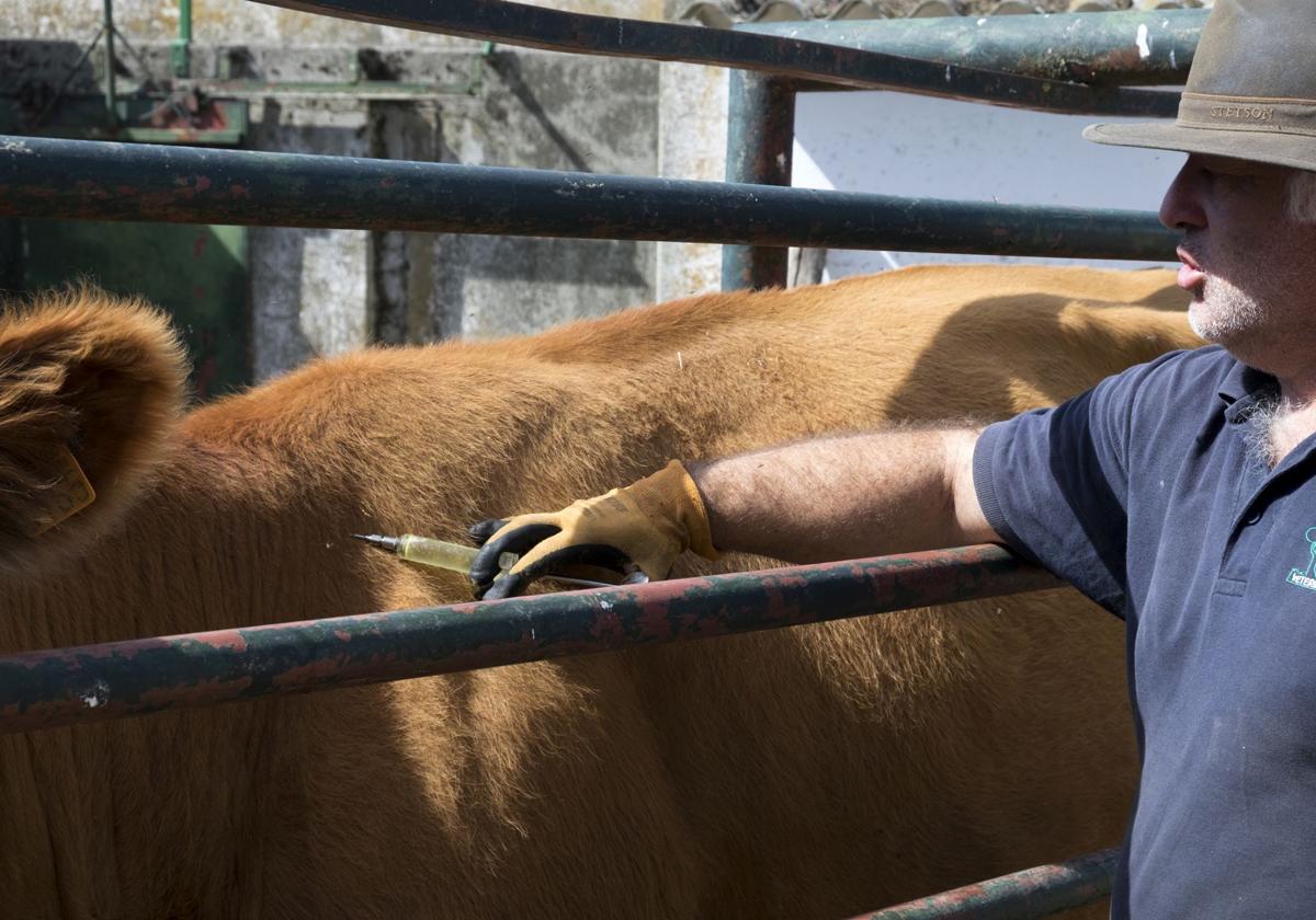 Un veterinario medica a una vaca.