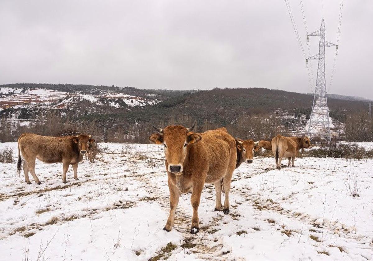 Vacas pastando bajo la red eléctrica.