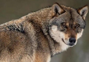 Las comunidades del PP iniciarán el procedimiento para desclasificación del lobo del Lespre