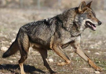 El PP presenta enmiendas en el Senado para sacar al lobo del listado de protección especial Lespre