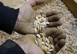 Intercambio de semillas.