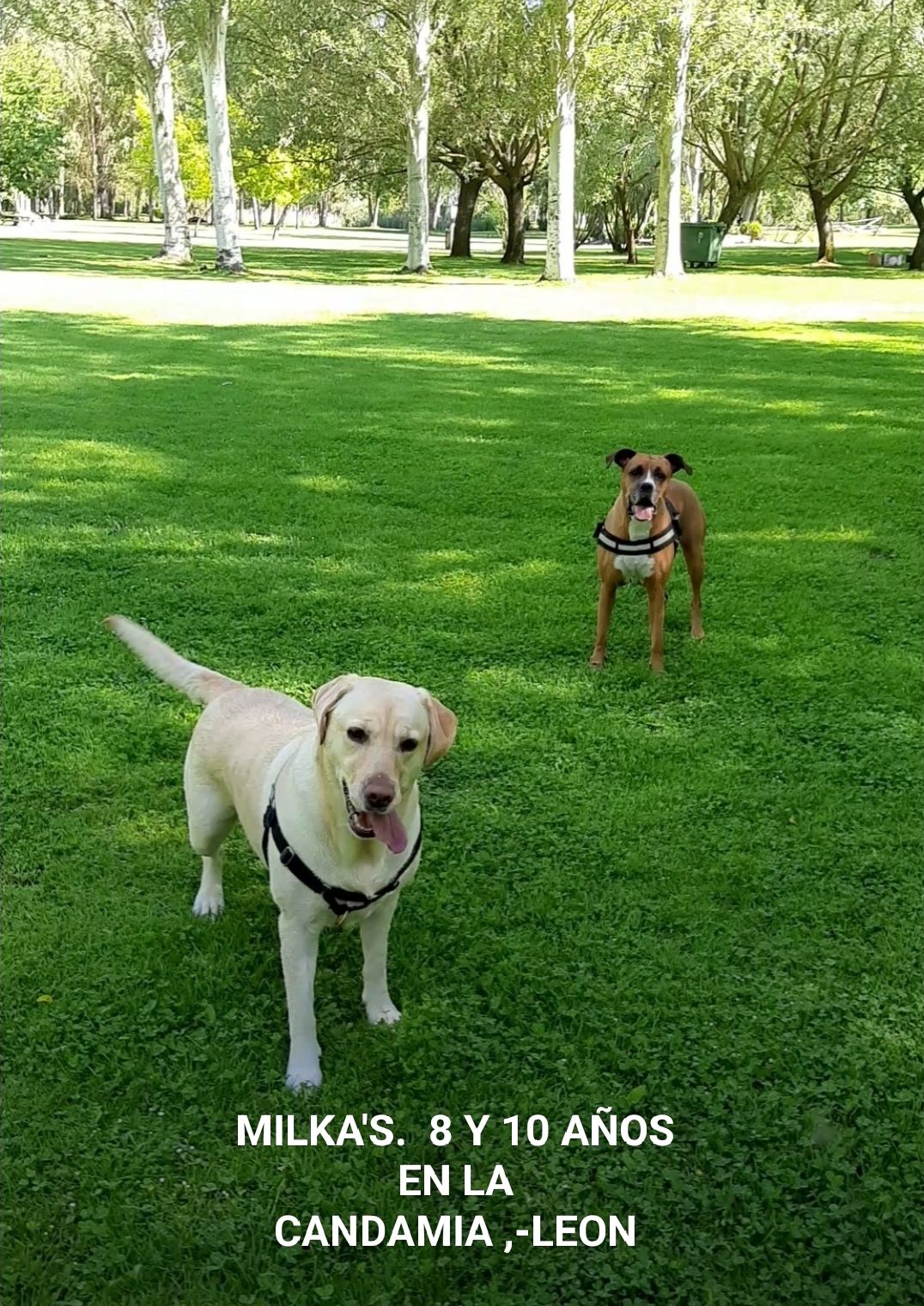 Milka y Milka, sí, un duo así de dulce, nos saludan desde el Parque de La Candamia en León mientras Carmen les saca una foto.