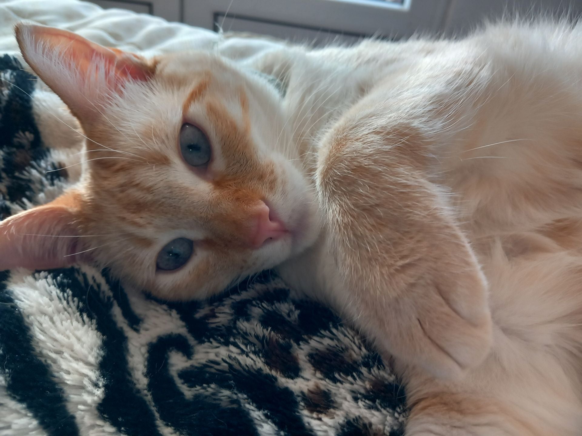Aquí está Olaf, el hermano de la pequeña Bimba que también nos envía Noemí.