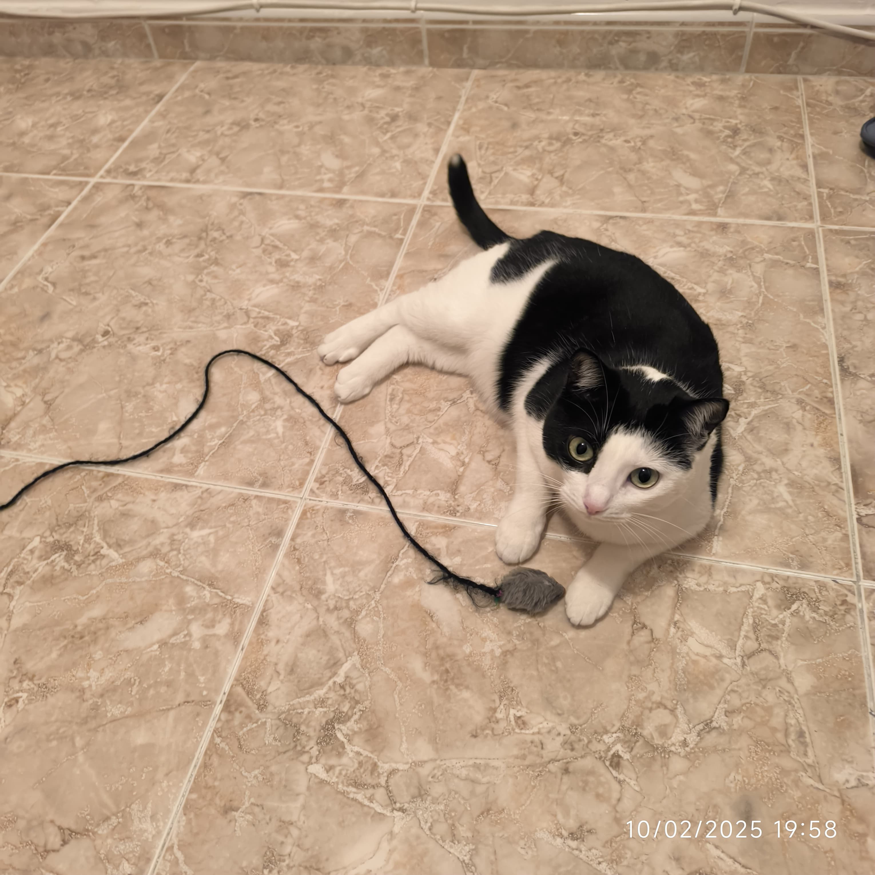 Badwa, aunque en IG soy @badwacat. Nos sigue desde Mansilla de las Mulas y es muy forofa del Atlético Mansillés. No sabemos la edad que tiene porque fue adoptada de la calle a través de la Asociación Huellitas del Esla, que hace una gran labor en esta zona, sobre todo su tía Luisa.