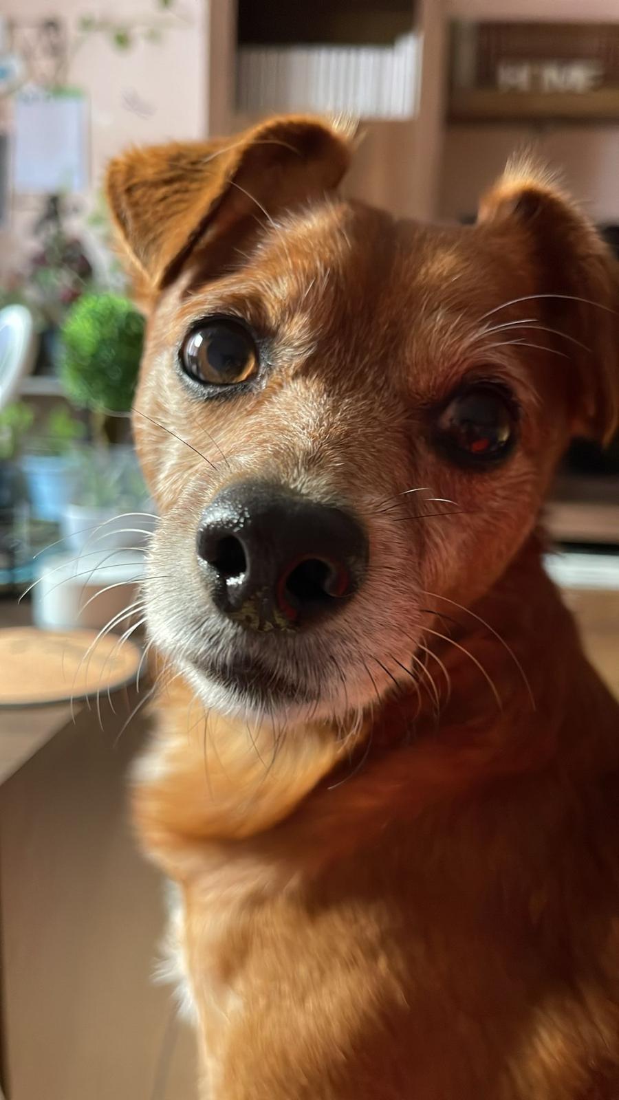 Y así de divertido nos saluda este perro: «¡Hola! Soy Ciriaco, tengo 5 años y medio y vivo en León!». 