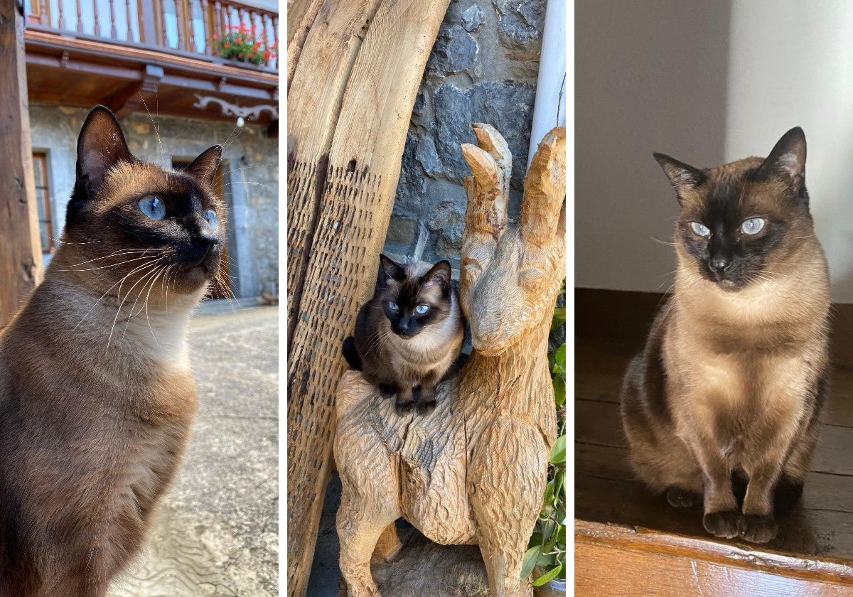 Mica es una preciosa gata siamesa que ya cumplió los siete años y medio.