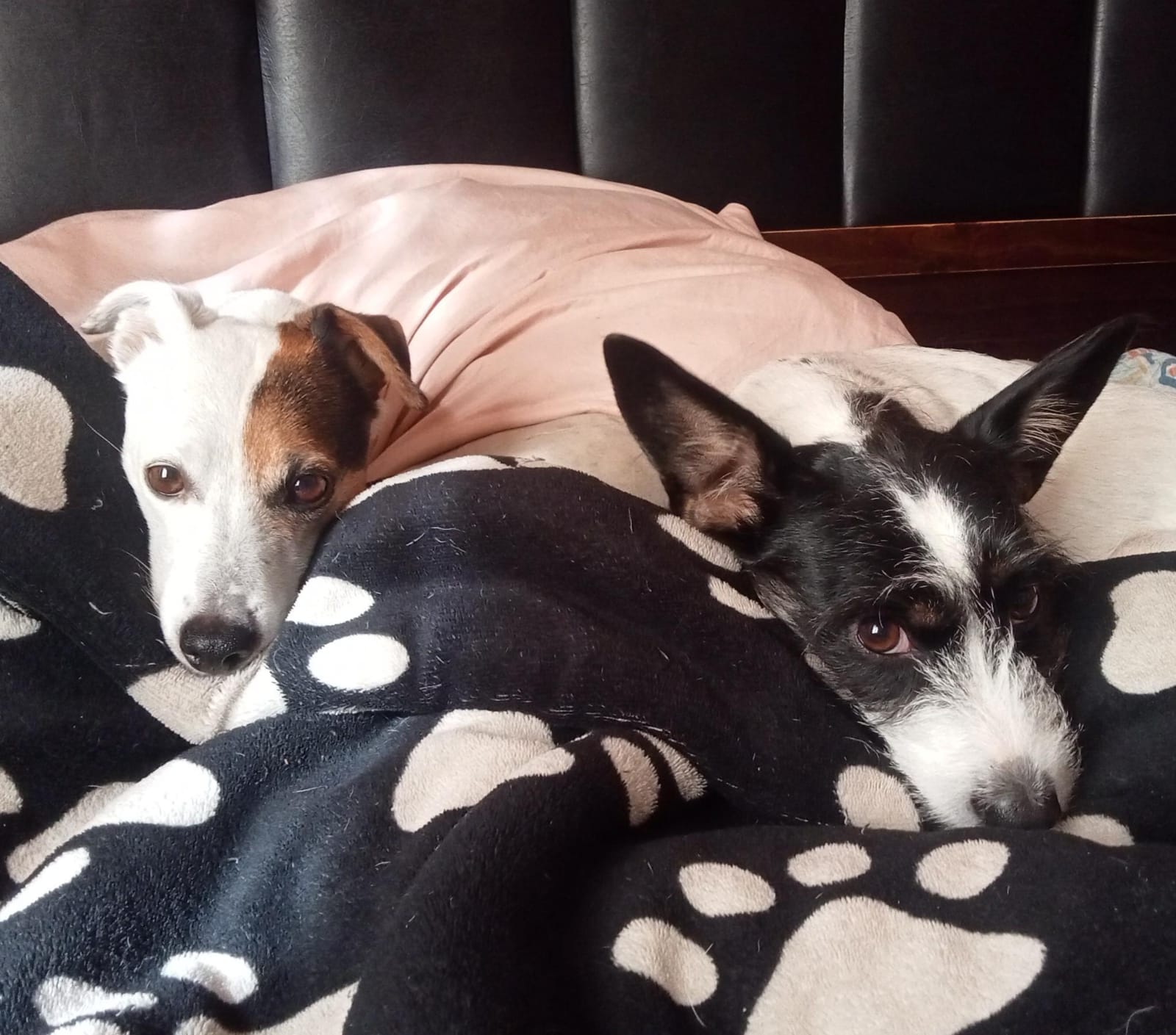 Newén (blanca y marrón) y Triskel (negra y blanca) ambas perritas rescatadas de la calle en Melipilla, Chile. Newén en noviembre de 2018 y Triskel en abril de 2021. Ambas estaban en mal estado en el momento que sus dueños las recogieron, especialmente Triskel, cuya patita delantera derecha no pudo ser salvada debido al nivel de infección en ella, y de ahí su nombre.