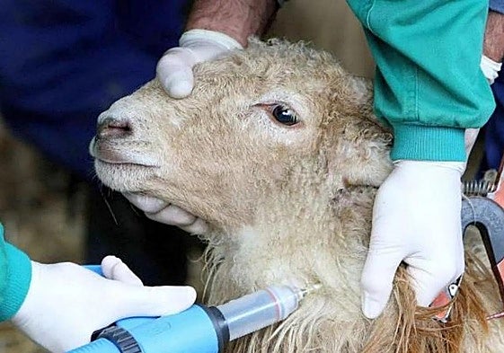 Vacuna a una oveja contra la lengua azul.