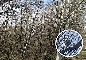 Descubren un nido de avispa asiática a 100 metros de un instituto de León