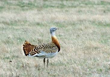 La casa de pueblo que se convertirá en Aula de Estudio de la Avutarda en León