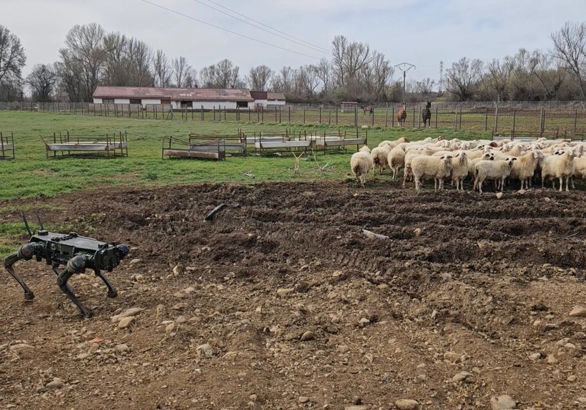 El 'perro robot' autónomo diseñado por la ULE para el pastoreo de ganado