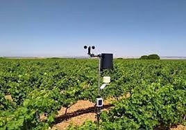 Imagen de archivo de la vid en León.