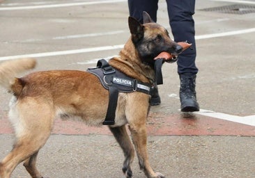 Turbo, el perro policía de León, se jubila y pone rumbo a Burgos